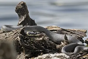 Grass snake (Natrix natrix), Emsland