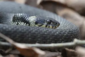 Grass Snake, Natrix Natrix, Grass Snake
