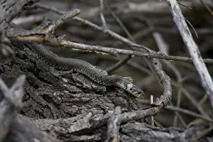 Grass snake, Natrix natrix, grey snake