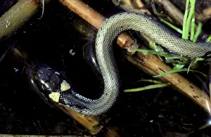 Grass Snake (Natrix natrix), Hessen, Germany