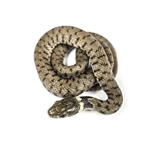 Grass snake, Natrix natrix, Isolated on white