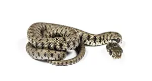Grass snake, Natrix natrix, Isolated on white