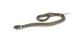 Grass snake, Natrix natrix, Isolated on white