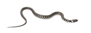 Grass snake, Natrix natrix, Isolated on white