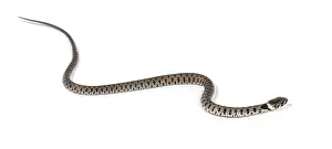 Grass snake, Natrix natrix, Isolated on white