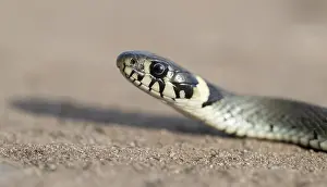 Grass snake (Natrix natrix), portrait