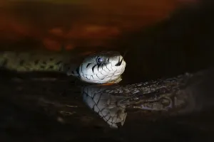 Grass snake (Natrix natrix) with reflection in the water