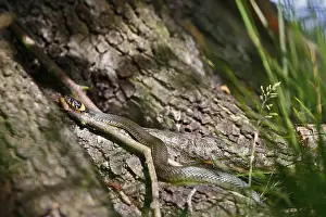 Grass snake (Natrix natrix), resting animal in the sun