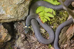 One grass snake (Natrix natrix), rests on rocks