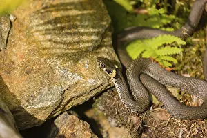 One grass snake (Natrix natrix), rests on rocks