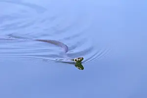 Grass snake (Natrix natrix), ringed snake
