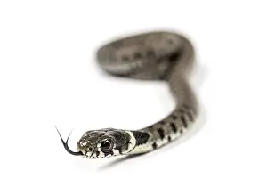 Grass snake, Natrix natrix, sniffing and getting to know with its tongue