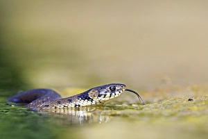 Grass snake (Natrix natrix), swimming