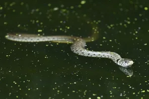Grass snake (Natrix natrix), swimming