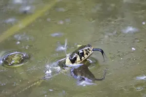 Grass snake (Natrix natrix), swimming