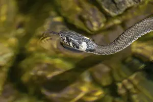 Grass snake (Natrix natrix) swimming in a body of water
