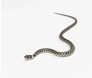 Grass snake, Natrix natrix, against a white background