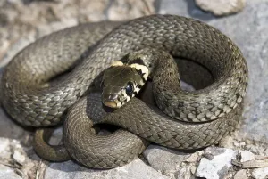 Grass Snake, Ringed Snake or Water Snake (Natrix natrix)