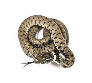 Grass snake sniffing tongue out