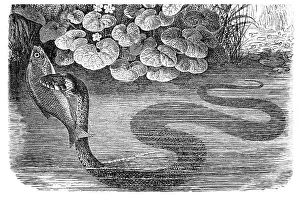 Grass snake (Tropidonotus natrix)