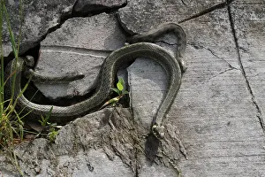 Grass snakes (Natrix natrix), four males courting a large female