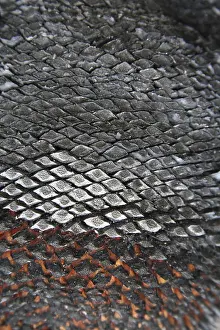 Grass tree bark (Xanthorrhoea australis)