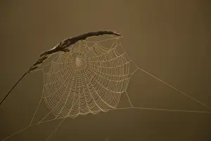 Grasses and spider web in early morning fog