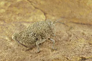 Grasshopper, Other animals, Insects