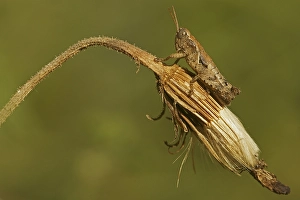 Grasshopper (Chortippus spec.) larva