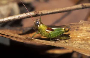 Grasshopper Costa Rica