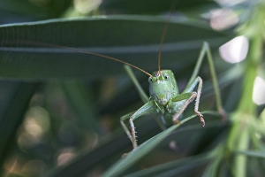 Grasshopper, Great green bush cricket (Tettigonia viridissima) sits on a Oleander leaf (Nerium oleander)