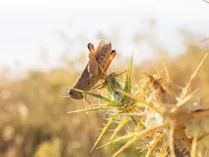 Grasshopper, Lopar, Rab Island, Croatia