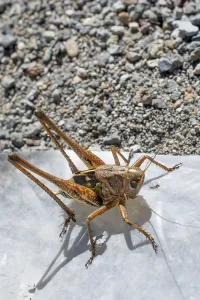 Grasshopper in open air on nature background