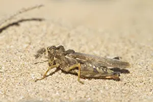 Grasshopper (Orthoptera) resting on a gravel beach