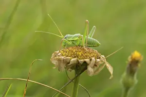 A grasshopper perched on a wilted flower in a green natural setting