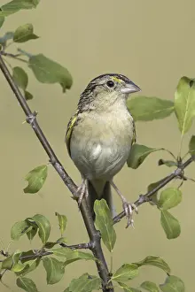 Grasshopper Sparrow (Ammodramus savannarum)