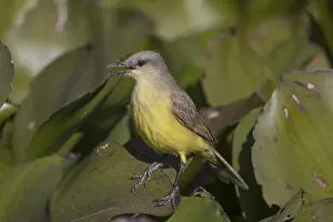 Grassland tyrant (Machetornis rixosa)