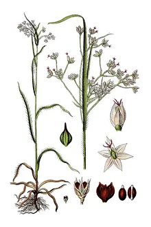 Grassleaf rush (Luzula angustifolia)