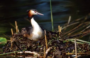 Grat crested grebe