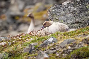 Grater white fronted goose nesting in arctic tundra