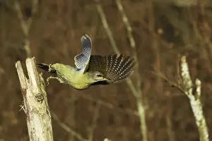 Grauspecht, Picus canus, Fliegt von Baum weg