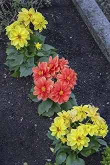 Category Historic EN Prints: Grave with garden dahlias (Dahlia x hortensis)
