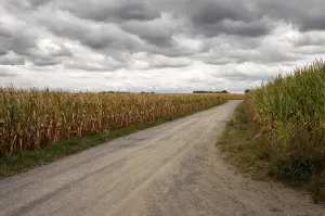 Gravel road crosses corn fields ready for harvest under dramatic cloudy sky