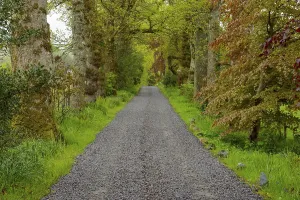 Gravel road with tree alley, Scotland