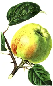 Gravensteiner apple, apple variety