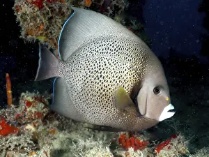 Gray angelfish (Pomacanthus arcuatus)