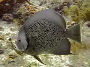 Category Coral Reefs DE Prints: Gray angelfish (Pomacanthus arcuatus)