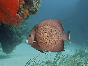 Gray angelfish (Pomacanthus arcuatus)