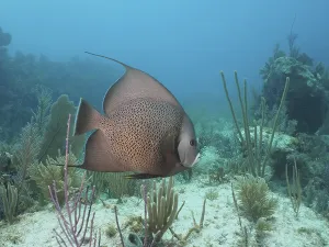 Framed Print : Gray angelfish (Pomacanthus arcuatus) in a typical Caribbean reef