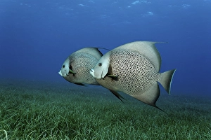 Gray angelfish (Pomacantus arcuatus) from the side